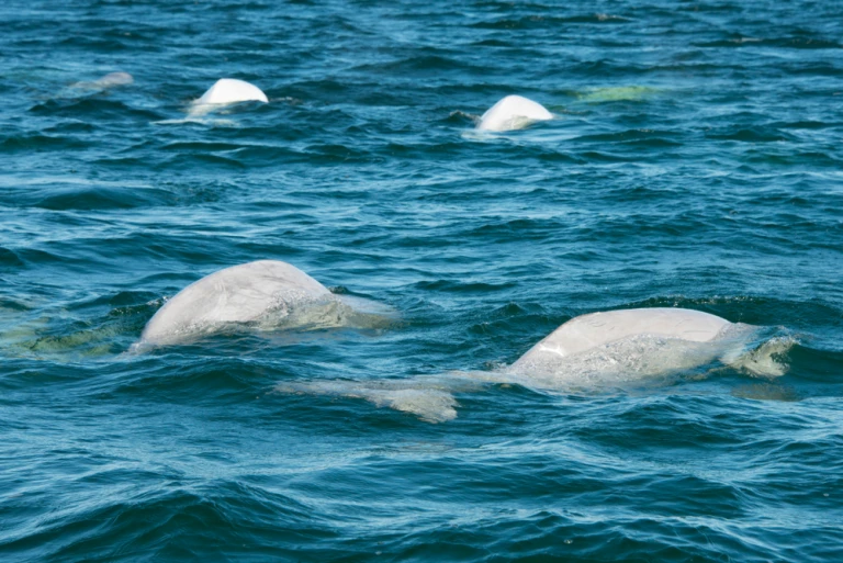 Kanada, Manitoba, Churchill. Mündung des Churchill River, wilde Belugawale (Delphinapterus leucas). Walgruppe. .