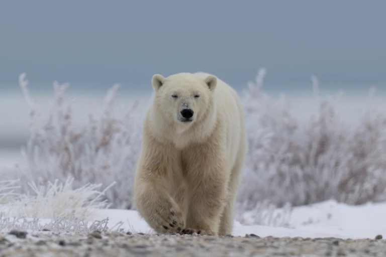 Eisbär mit Blick auf die Kamera in Churchill, MB, Kanada