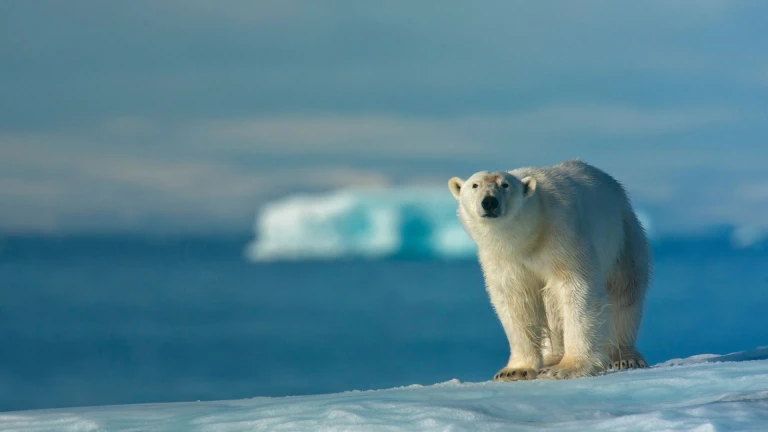 Eisbaer spitzbergen