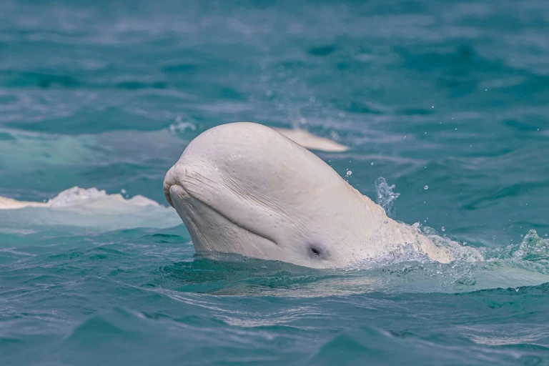 Nunavut hudson bay beluga wellness