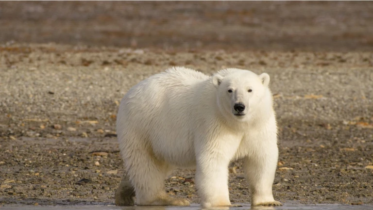 Nordwestpassage abenteuer eisbaer tundra