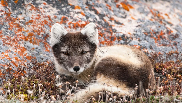 Nordwestpassage abenteuer polarfuchs