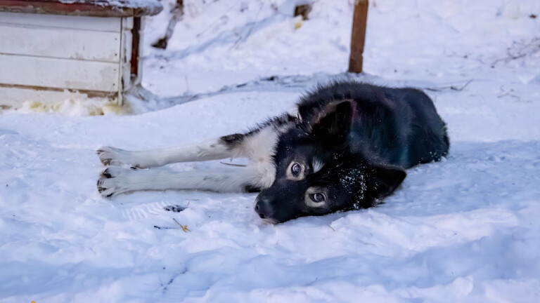 Nordnorwegen - Husky