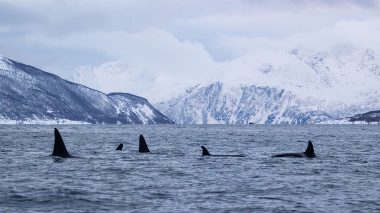 Nordnorwegen - Orcas