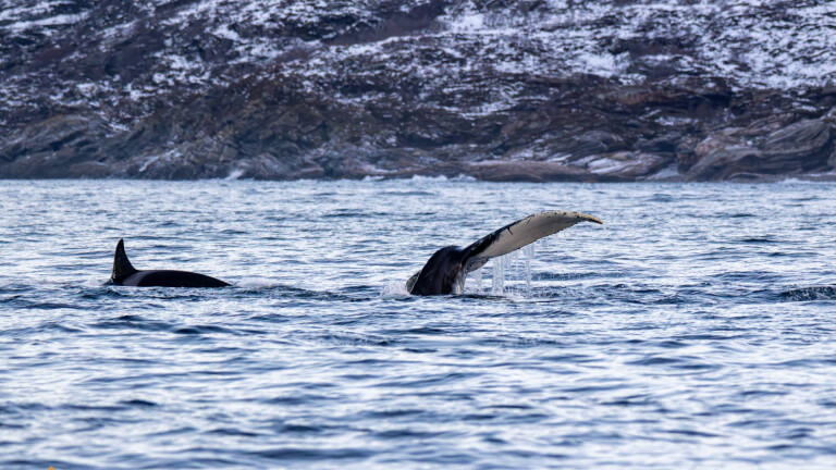 Nordnorwegen - Walbeobachtung