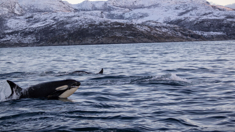 Orcas