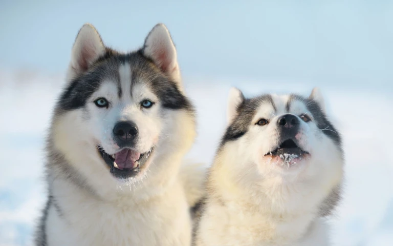 Norwegen huskys winter