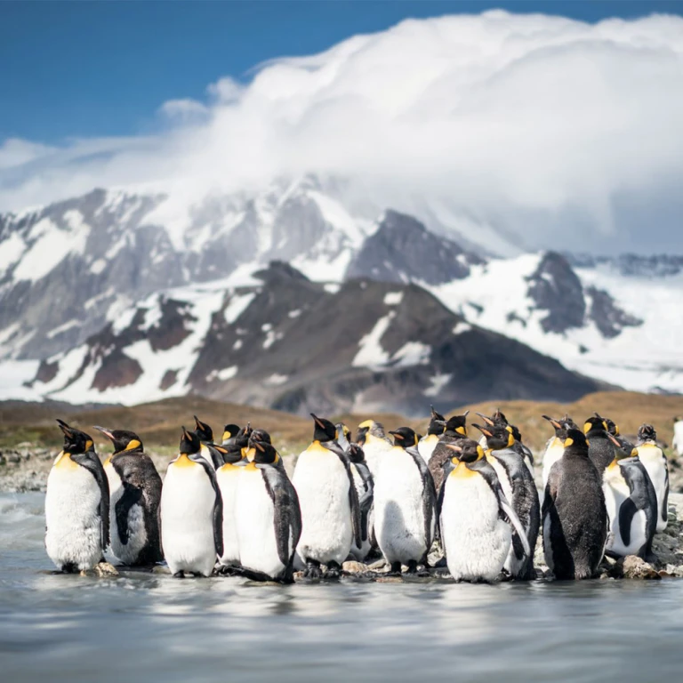 315821expedition antarktis koenigspinguine 3 1080x1080 1