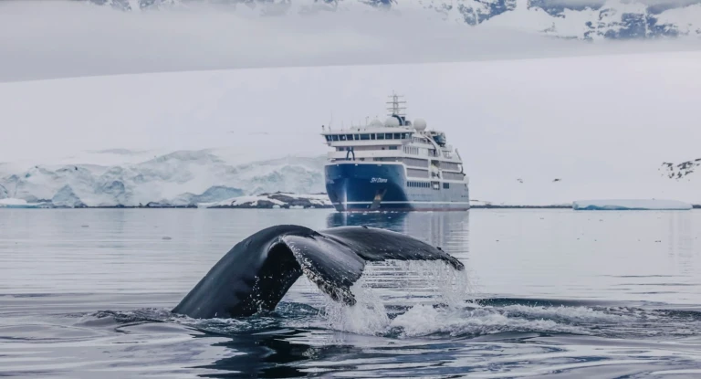 Walfluke im Vordergrund und Bug vom Expeditionsschiff SH Diana