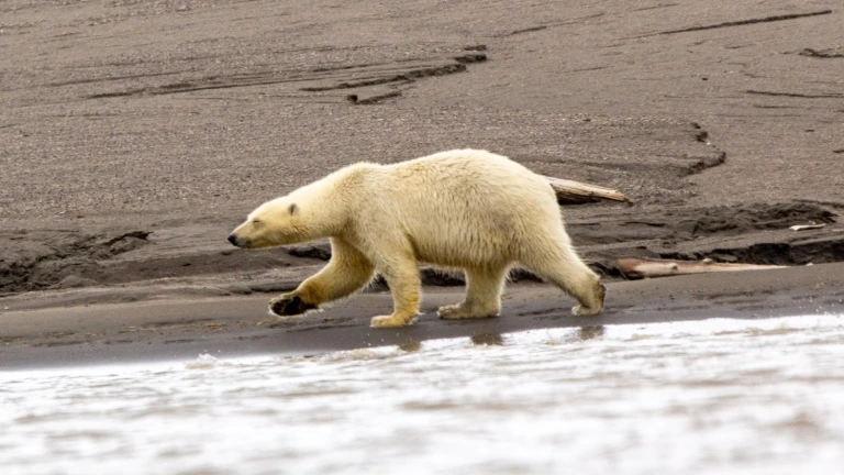 08 reisebericht spitzbergen world voyager ii 1 1698882933