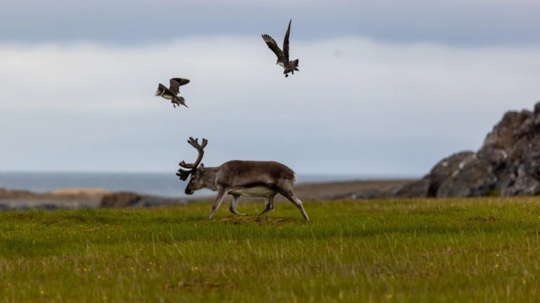 11 reisebericht spitzbergen world voyager iii 1698882893