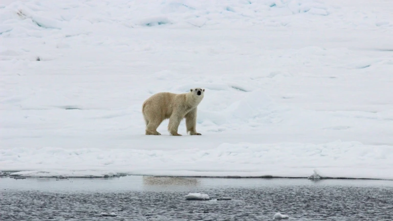 Eisbär Spitzbergen Packeisgrenze