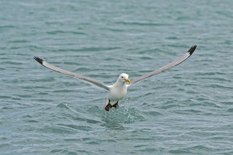 20240829 reisebericht le lyrial  spitzbergen ponant hornsund
