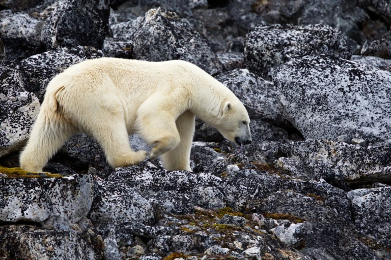 20240829 reisebericht le lyrial  spitzbergen ponant