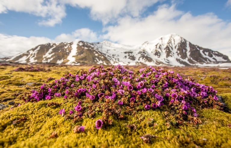 Arktische pflanzenwelt shutterstock