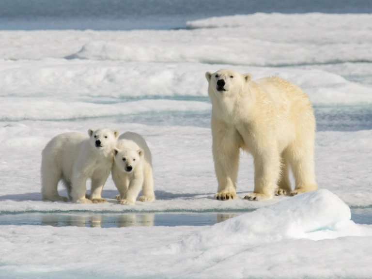 Eisbaerenfamilie shutterstock 1462374848