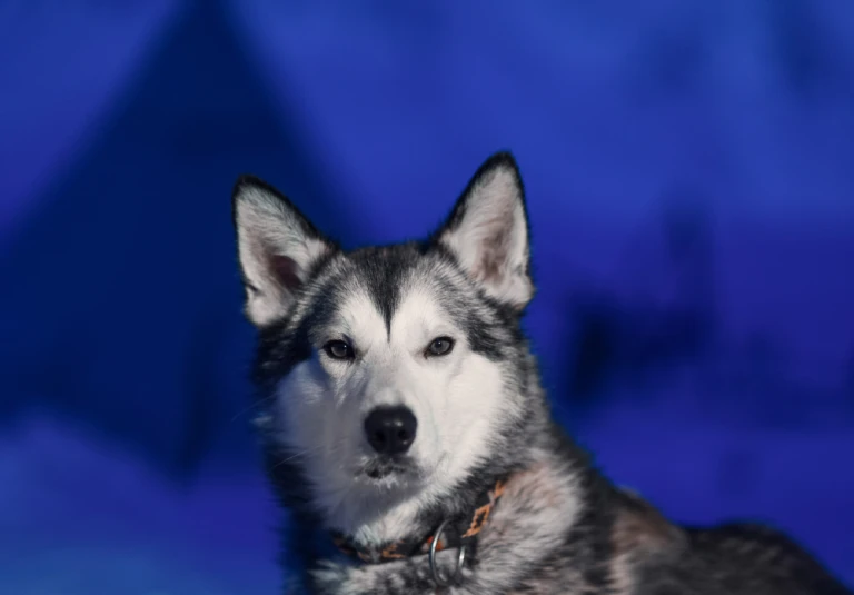Husky polarnacht