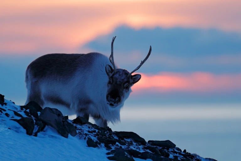 Rentier spitzbergen winter