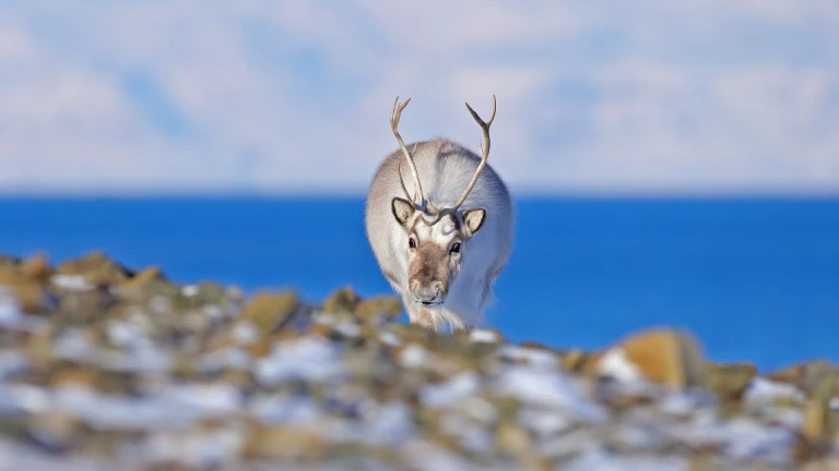 Rentier spitzbergen