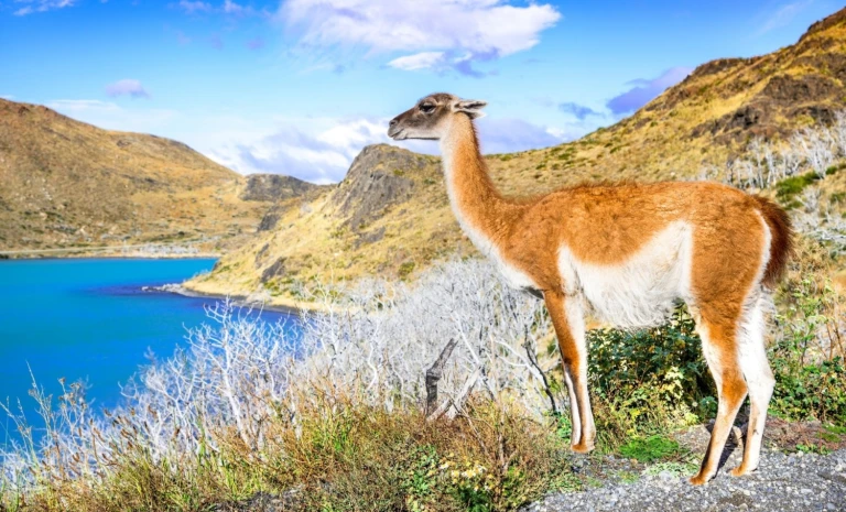 Chile guanaco 1