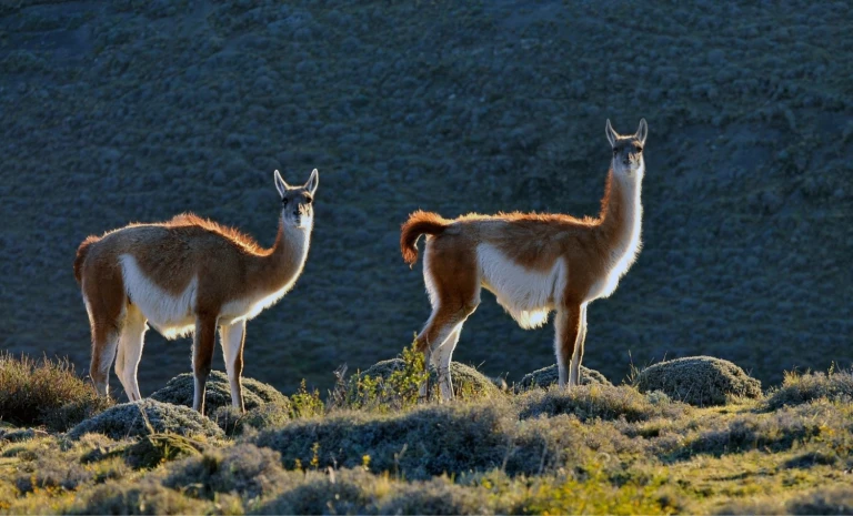 Chile guanacos