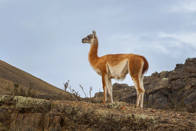 Chris stenger guanaco tprres del paine