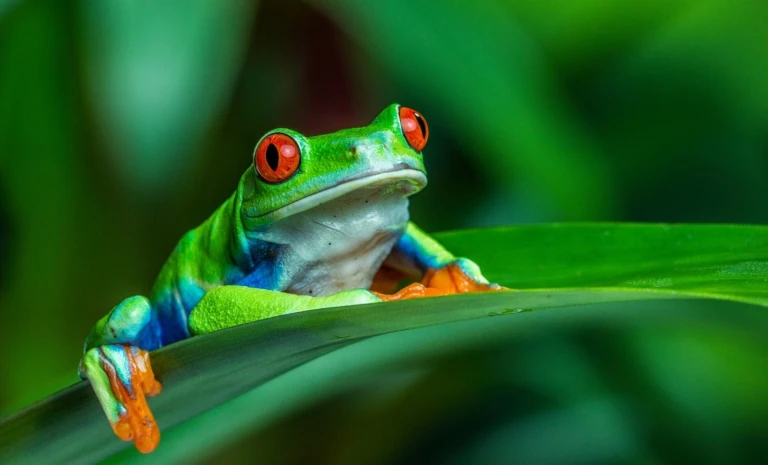 Costa rica frosch