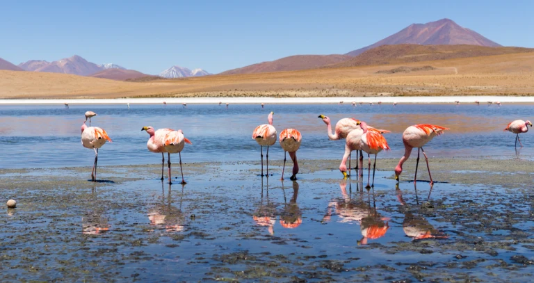 Flamingos in lagoon shutterstock 384576304