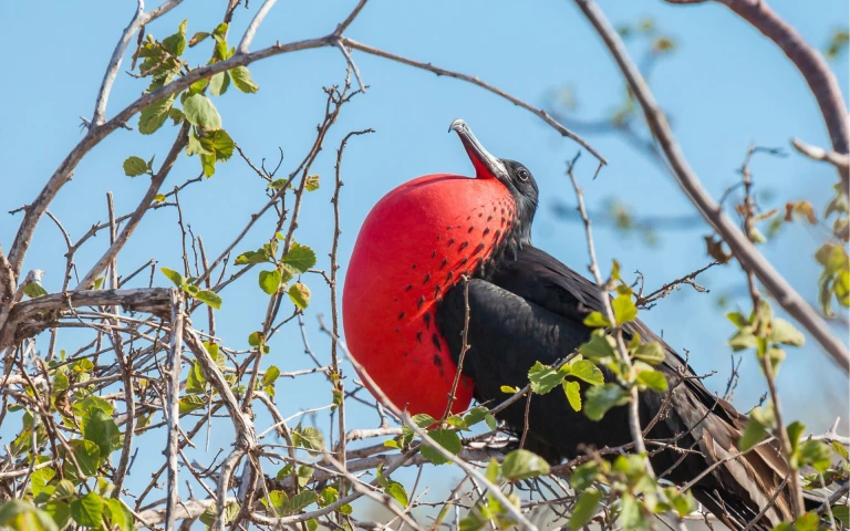 Galapagos inseln fregattvogel