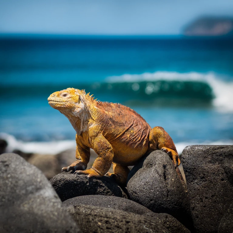 Ein Galapagos-Landleguan sitzt auf einem Felsen am Meer