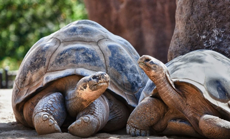 Galapagos riesenschildkroete