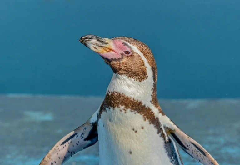 Humboldt pinguin anato vol