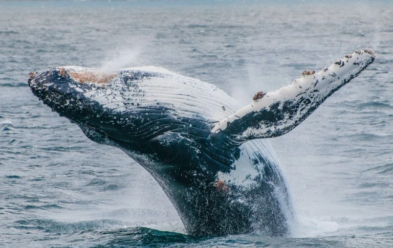 Humpback Whale im Nationalpark Alberto de Agostini