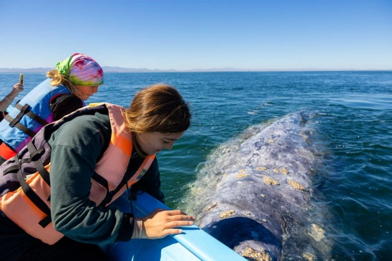 Kinder streicheln Grauwal in Guerrero Negro, Mexiko