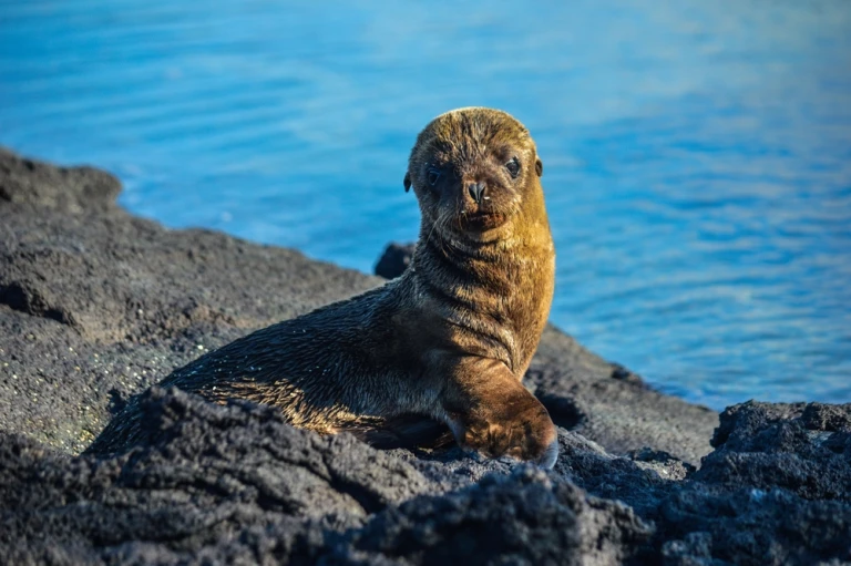 Seeloewe baby galapagos