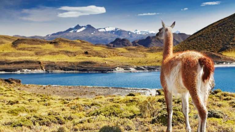 Torres del paine guanaco