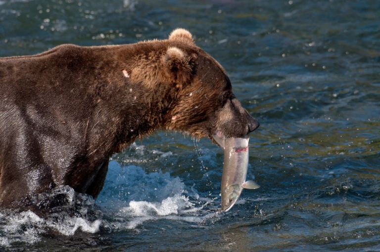 Braunbaer lachsfang katmai nationalpark alaska tony campbell shutterstock 89659645