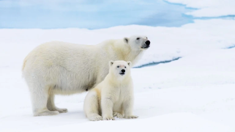 Eisbaerin und baby